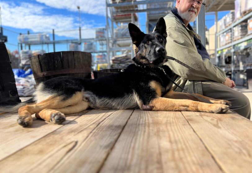 Basic obedience training