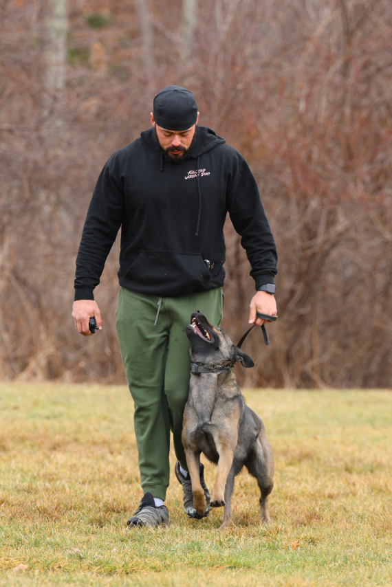 We are a professional dog training company in Kingsley, Lebanon, CT​.